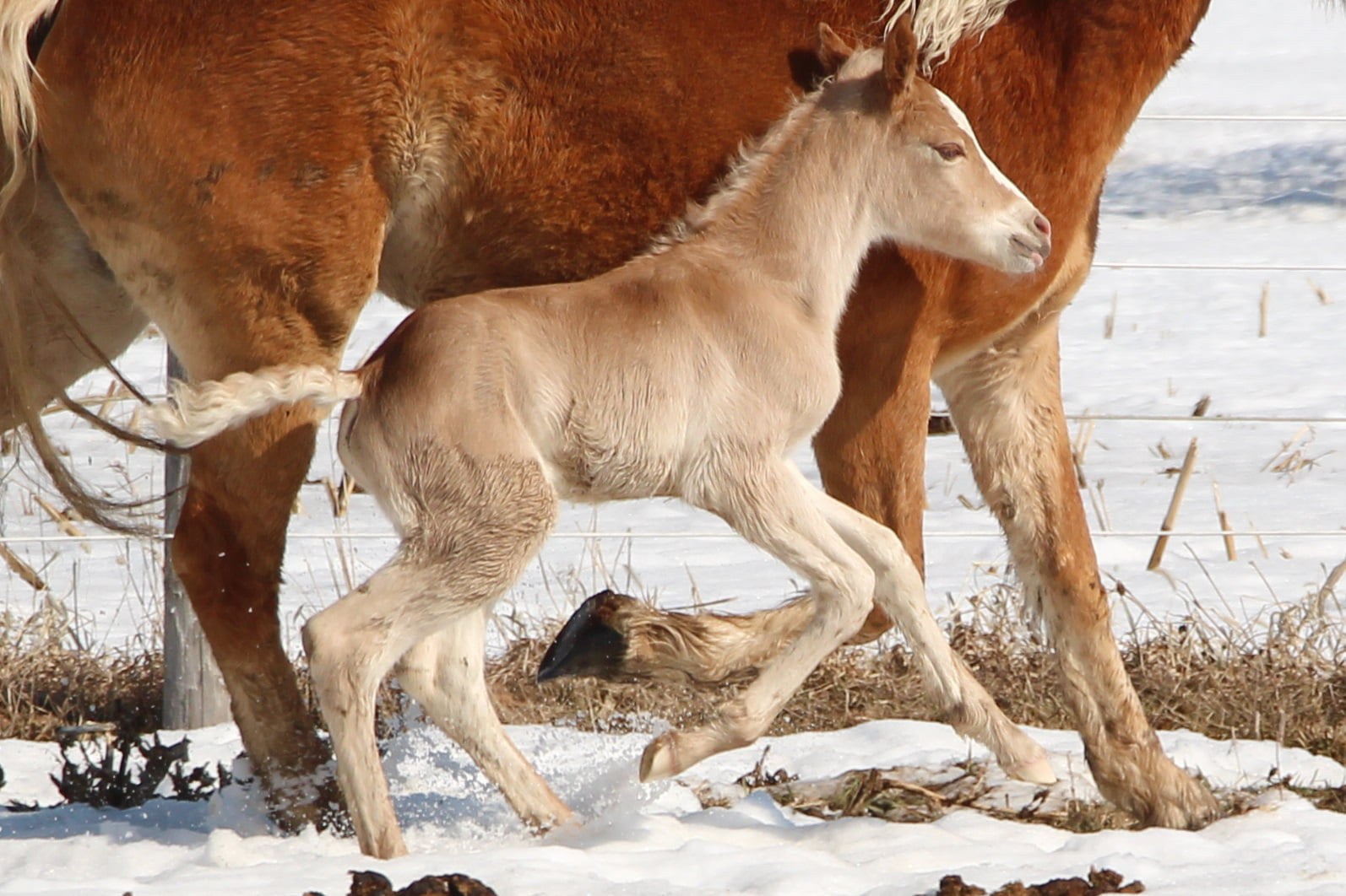 Haflinger Foal at Shady Grove Haflingers